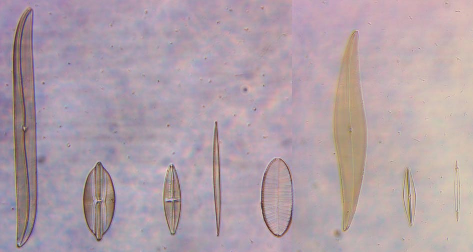 Carolina Biologicial diatom test slide at 20x brightfield with low NA